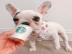 franz�sische bulldogge welpen