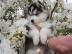 Reinrassige Pomsky Welpen