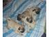 Mops Welpen freiatmend, gechipt, geimpft