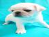 wundersch�ne Mini mops welpen fur 165eur