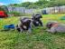 Blue Staffordshire Bull Terrier Welpen
