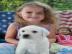 Labrador Retriever verf�gbar