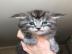 Wundersch�ne Maine-Coon-Katzen abzugeben