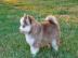 S��e Pomsky-Welpen zu verkaufen! WhatsA