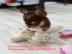 s��e MINI chihuahua welpen mit Papieren