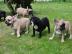 Typvolle Franz.  Bulldoggen Welpen