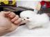 POMERANIAN WELPEN ZWERGSPITZ BABYS