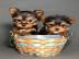 Yorshire Terrier Welpen mit Papieren wha