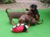Kerngesunde Dobermann Welpen