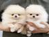 Schattige rasechte Pommerse puppys. 