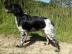 Epagneul Breton - Welpe mit Stammbaum