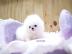Boo Pomeranian Zwergspitz Welpen