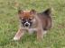 Shiba Inu puppies
