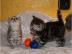Zauberhafte BKH-Kitten in schwarz-silbe
