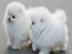 Mini-Schneeflocke Pomeranian/ Zwergspitz