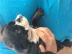 Franz�sische Bulldoggen Welpen aus seri�
