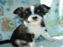 Se mini Chihuahua Welpen zu verkaufen