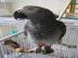 handzahme Graupapageien -