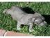 American pitbull Welpen f�r freie Annahm