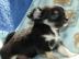 Chihuahua Welpen