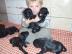 Briard - Falfarbe und schwarz