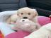 Liebevolle Golden Retriever Welpen f�r R