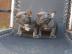 Sch?ne franz?sische Bulldogge Welpen