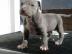 American Pitbull Terrier Welpen (rednose