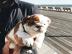 Sweet puppies for sale