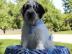 Wundersch�ne Tibet Terrier Welpen