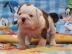 Englisch Bulldogge Welpen