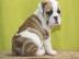 Englische Bulldogge Welpen mit papieren