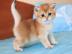 Britisch Kurzhaar Babys in versch.  tabby