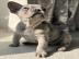 Franz�sische Bulldog Welpen