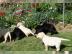 5 wundersch�ne und gesunde Labrador retr