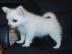 Mini Chihuahua welpen 200EUR
