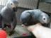 m�nnlicher und weiblicher Graupapagei