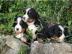 Berner M�nnchen und Weibchen suchen ab A