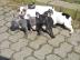 Franz�siche Bulldoggen Welpen