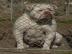 Seltene Typ American Bulldog Red nose