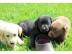 Genetisch registrierte Labrador-Welpen