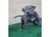 American Pitbull-Welpen (Blueline)