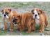 Exklusive Englische Bulldogge Welpen