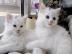 Super s��e Maine Coon X Angora K�tzchen
