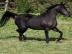 Pr�chtige rein �gyptische Araber-Zuchtst