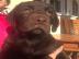 Chocolate Labrador Welpe mit FCI papiere