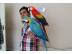 Aras Papageien Babys zu verkaufen: (nadi