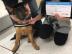Deutscher Sch�ferhund Welpen zu verkauf