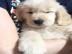 Fantastische Golden Retriever Welpen f�r