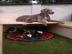 Louisiana Leopard Dog (Catahoula) Welpen